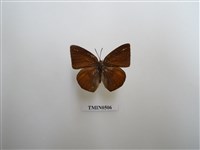 藏品(臺灣銀灰蝶)的圖片